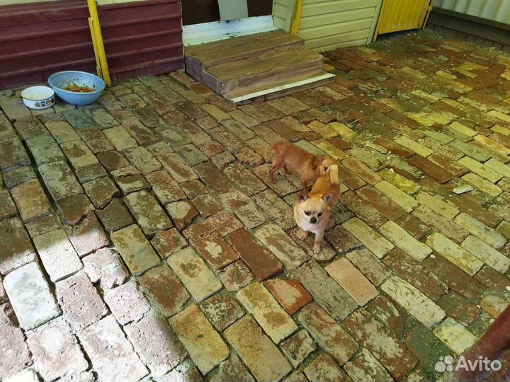 Чихуахуа мальчик мини