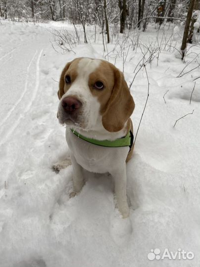 Вязка собак