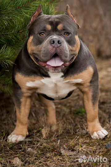 Американский булли вязка