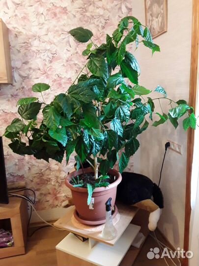 Гибискус большой для офиса