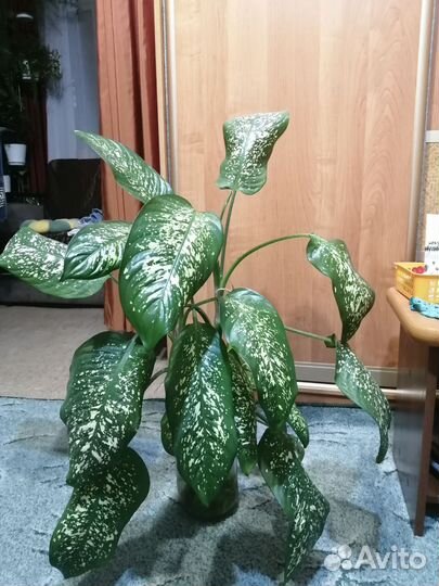 Диффенбахия