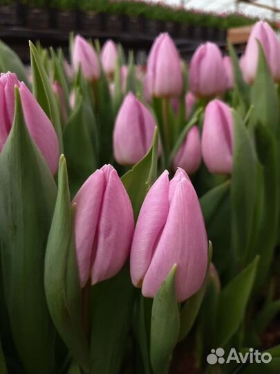 Луковицы тюльпанов для выгонки 12+, 14+