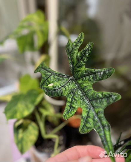 Алоказия жаклин