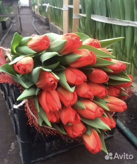 Тюльпаны оптом на 8 марта