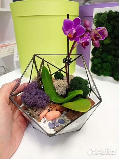 Флорариум с орхидеями