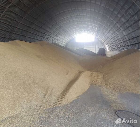 Рожь озимая, Фуражный горох корма