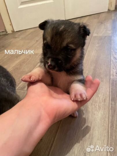 Щенки в дом