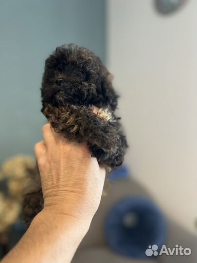 Щенки мальтипу f1