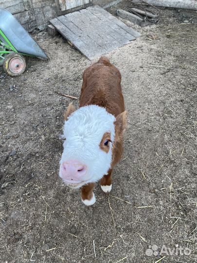 Телята телочки и бычки