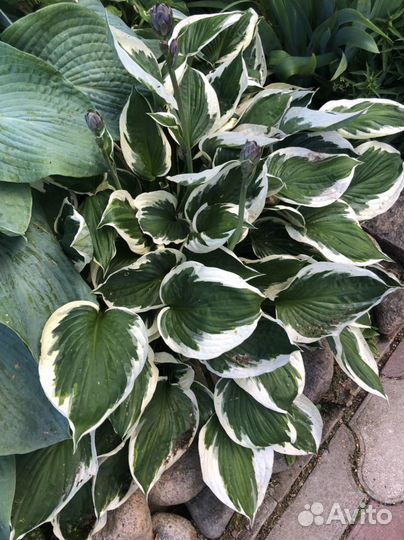 Хоста- 7 видов