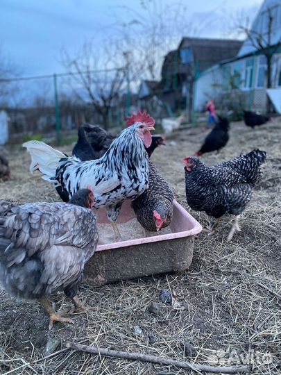 Домашние куриные яйца