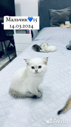 Котята 2 месяца