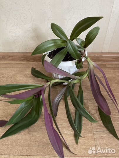 Комнатный цветок Рео (Ладья Моисея)