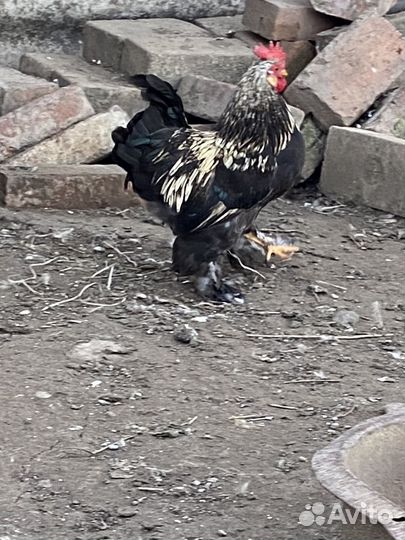 Декоративные петухи