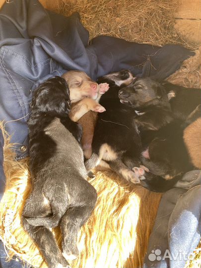 Щеночки в добрые руки