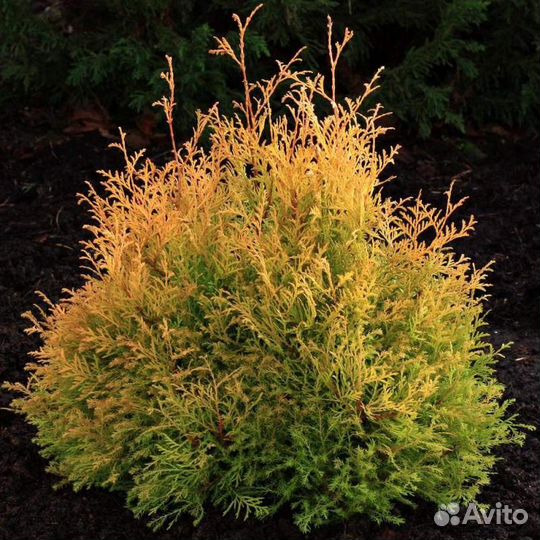 Туя западная Янтарь,Рейнголд