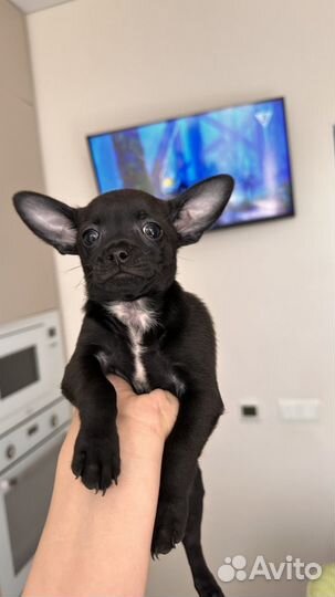 Продам щенков чихуахуа 2 месяца