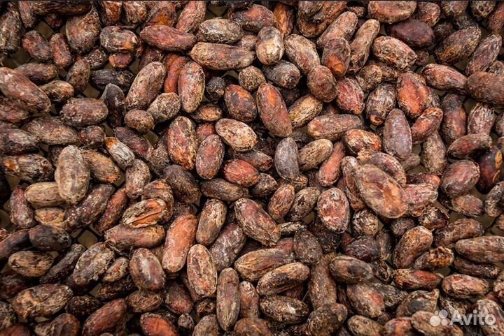 Какао-бобы из Гондураса 