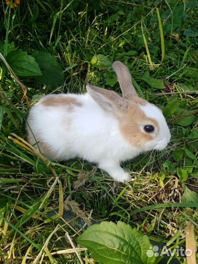 Декоративные кролики