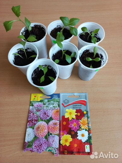 Рассада однолетников