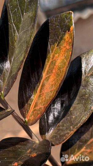 Замиокулькас вариегатный блек Оранж колекционая