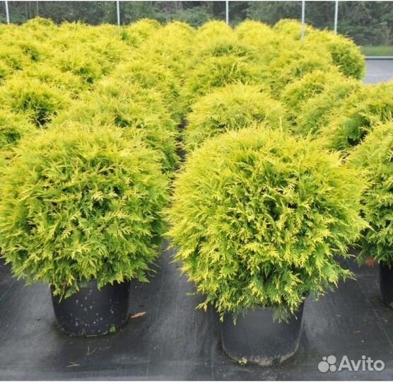 Туя Голден Глоб