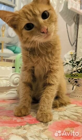 Кошечка из приюта ищет дом