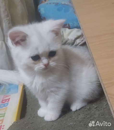Британские котята