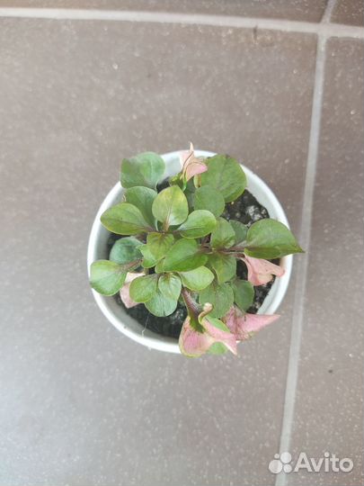 Альтернантера