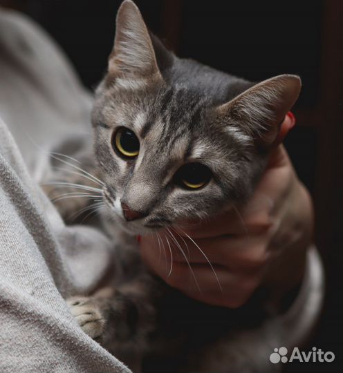 Кошечка ищет дом