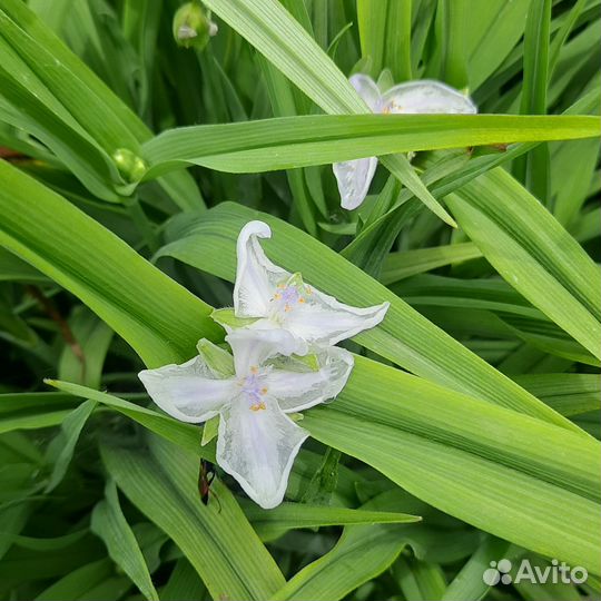 Традесканция