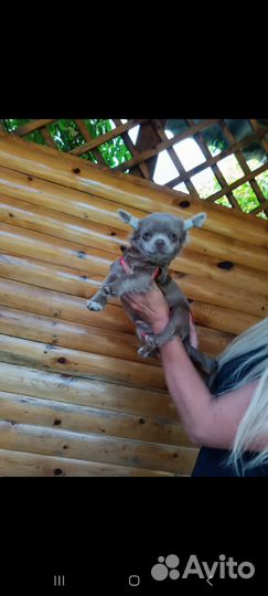 Щенки чихуахуа