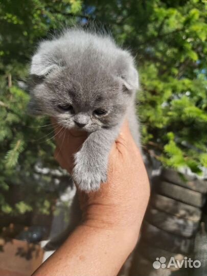 Голубое чудо