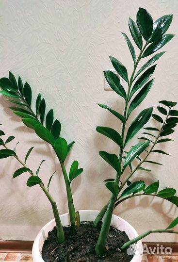 Замиокулькас