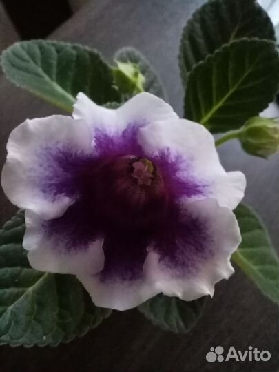 Глоксиния цветущая