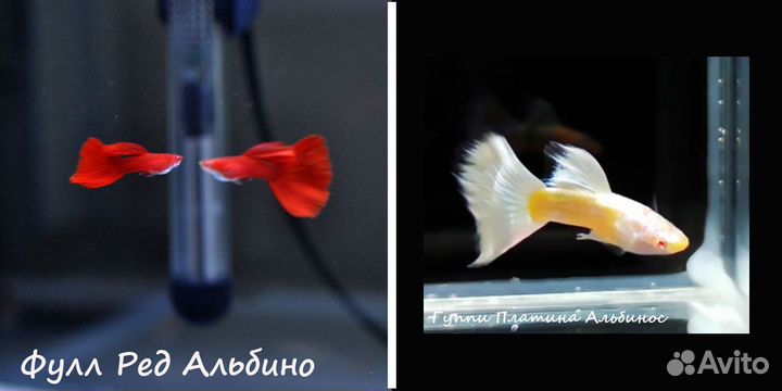 Московские Гуппи - чистые линии