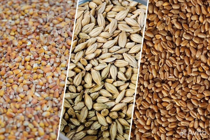 Пшеница, ячмень, горох, овёс, комбикорма