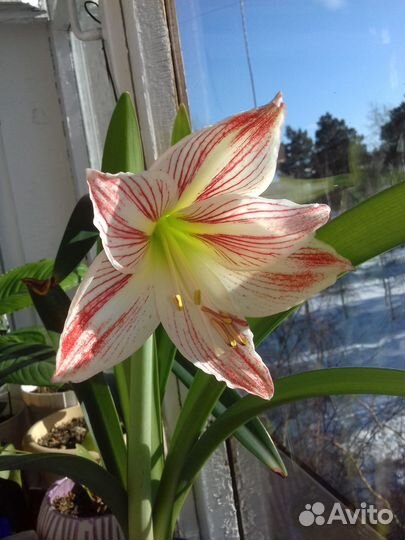 Гиппеаструм