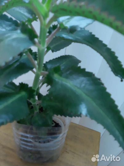 Каланхоэ - Чихунчик