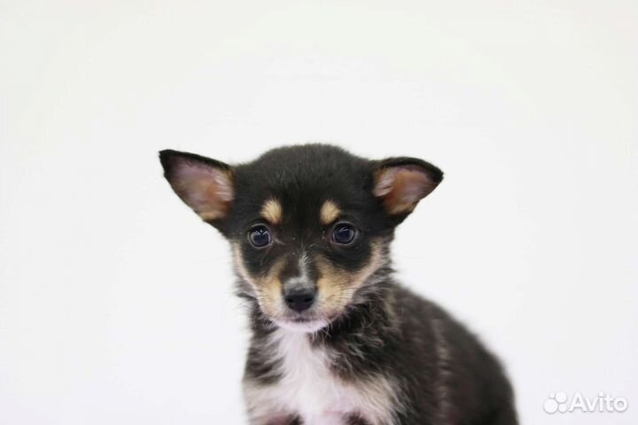 Щенок мальчик