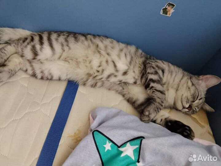 Кот 1 год в добрые руки
