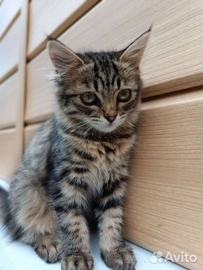 Очень добрые и полезные котята в добрые руки