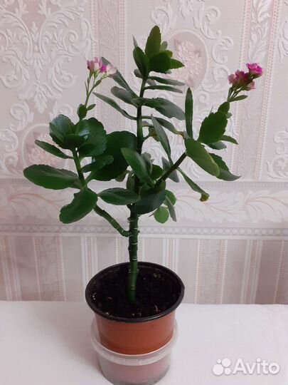 Комнатные цветы