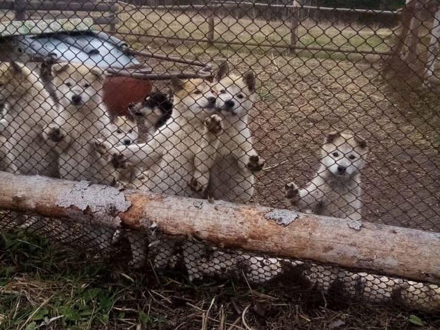 Щенки западно сибирской лайки