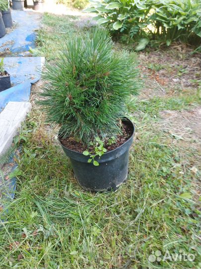 Сосна горная Варелла С5 20см