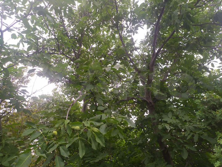 Участок 55 сот. (ИЖС)