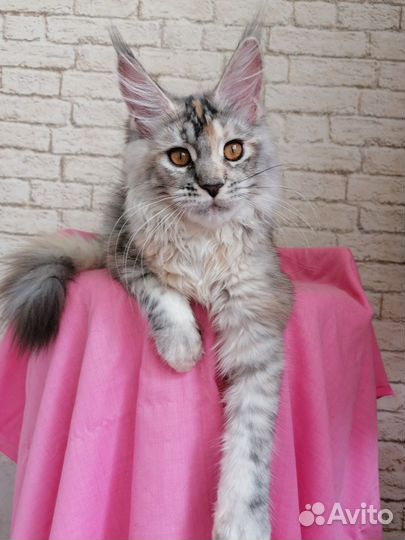 Кошка мейн-кун