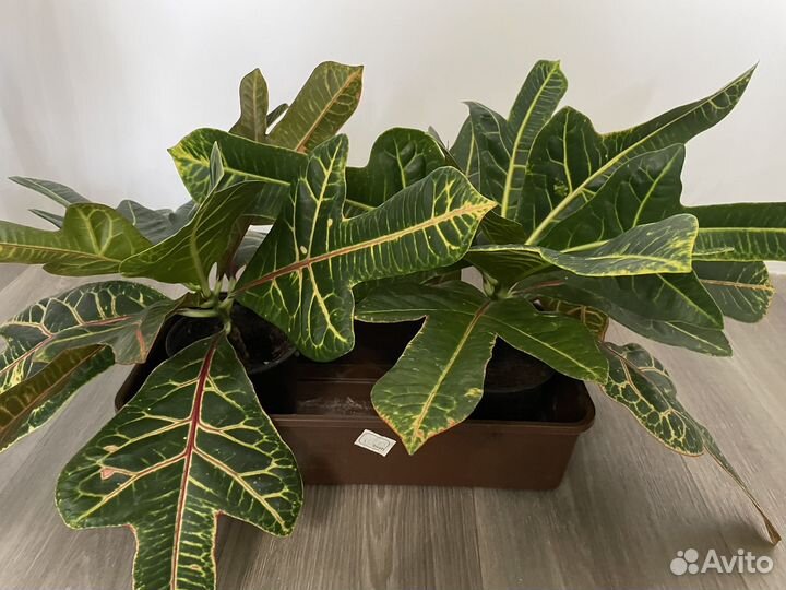 Дерево кофе с плодами, кротон, розмарин