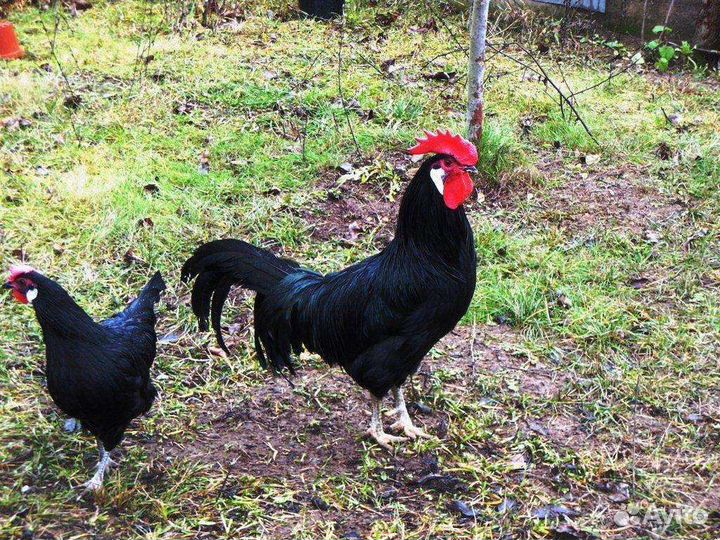 Испанская Минорка яичная порода