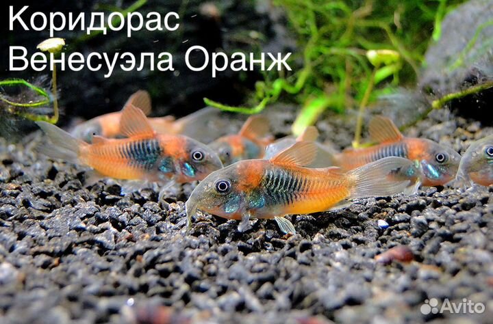 Барбусы и Коридорасы